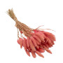 Setaria Pink