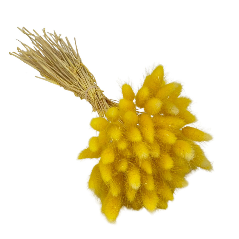 Lagurus Yellow