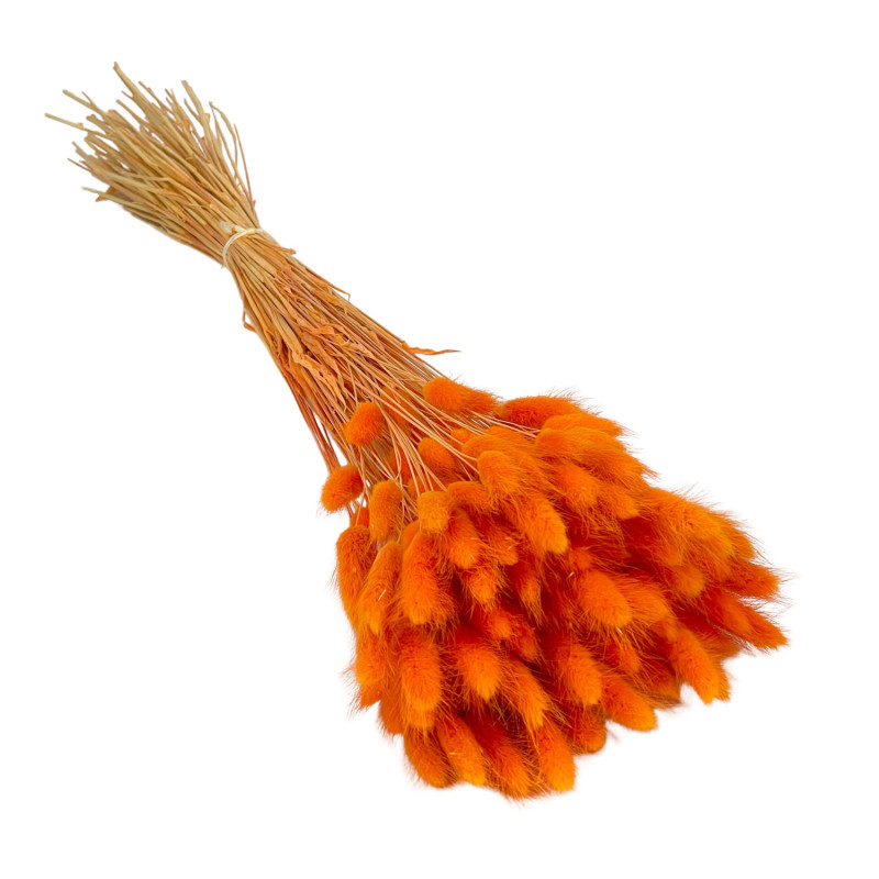 Lagurus Orange