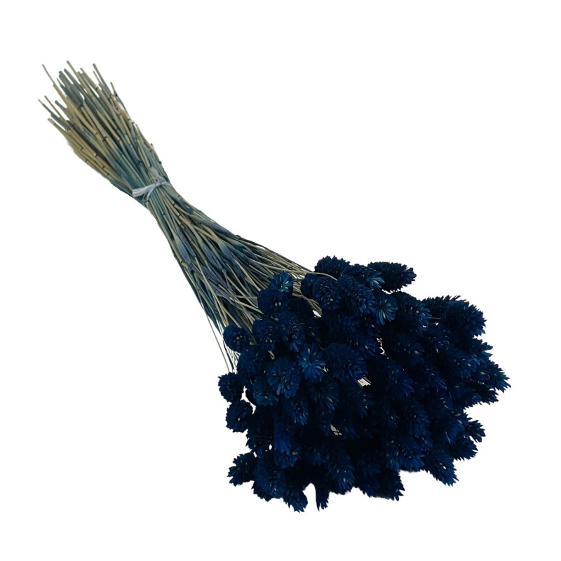 Phalaris Midnight Blue