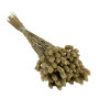 Phalaris Naturelle