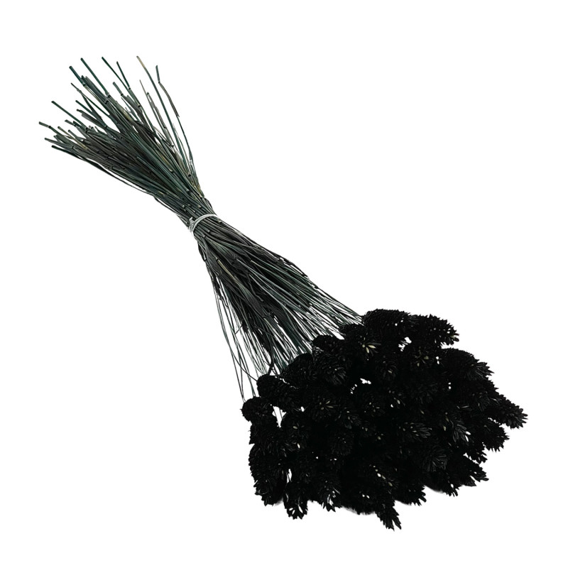 Phalaris Black