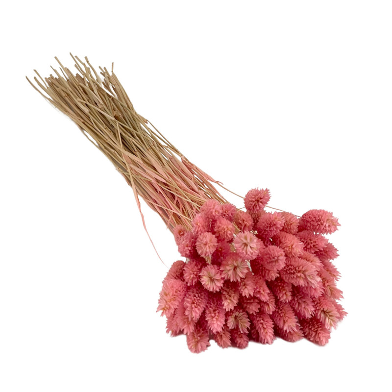 Phalaris Pink