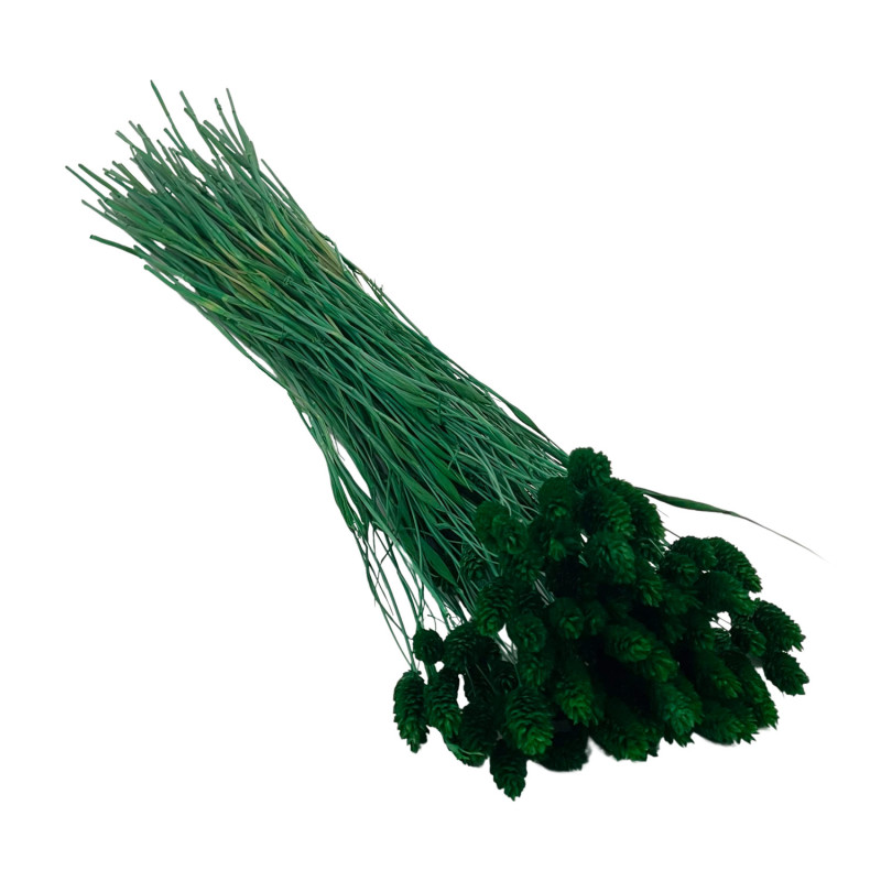 Phalaris Verte Foncée