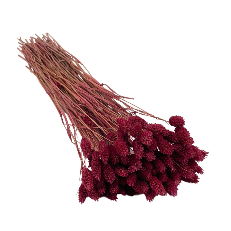 Phalaris Burgundy