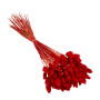 Phalaris Red