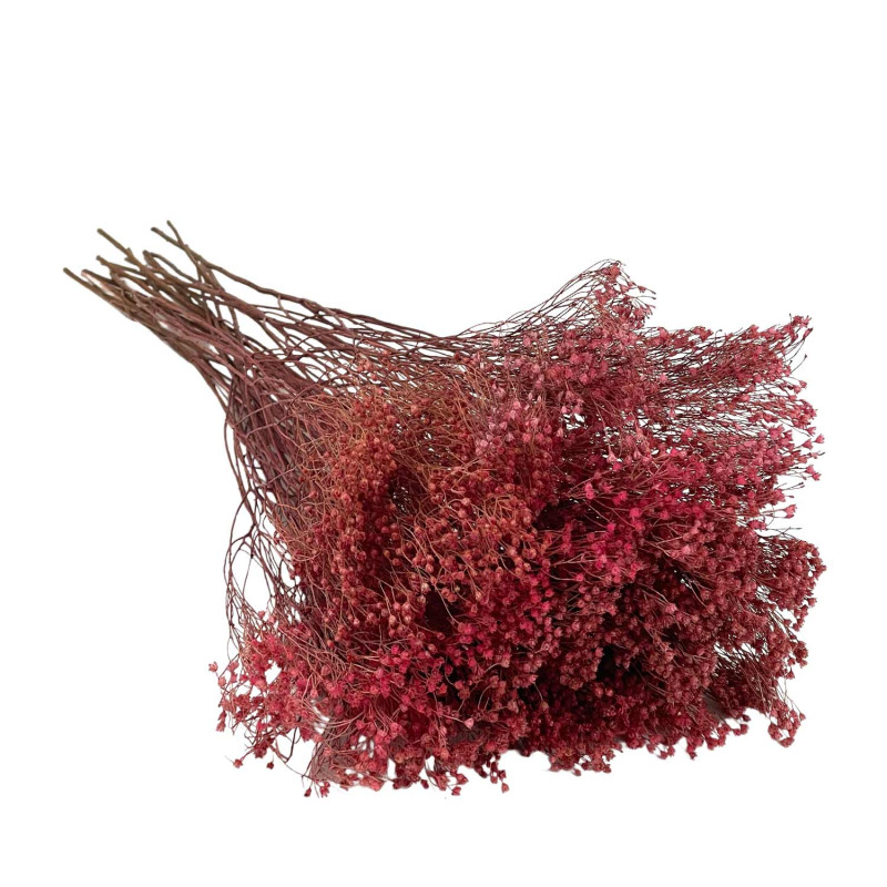 Broom bloom Antique Pink