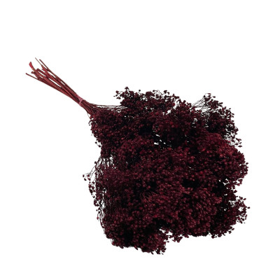 Broom bloom Burgundy
