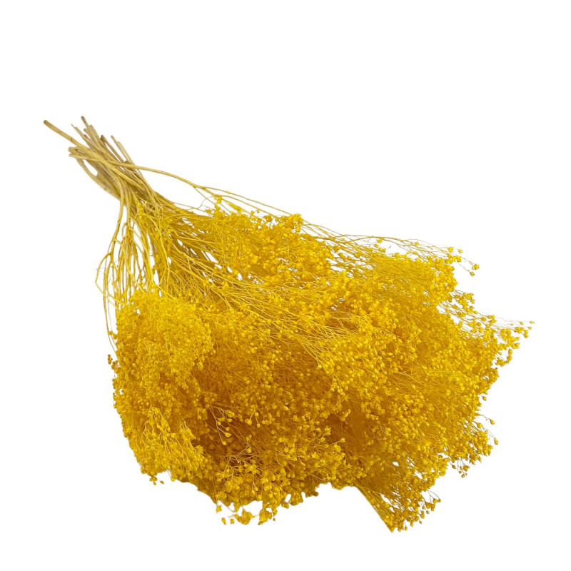 Broom bloom Jaune