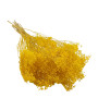 Broom bloom Jaune