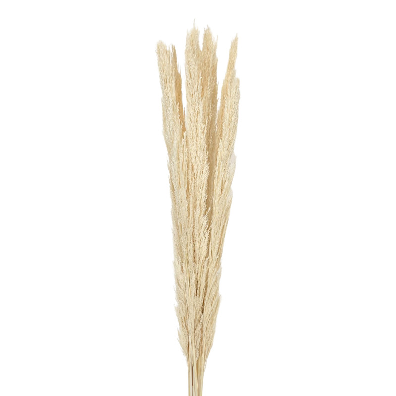 Pampelonne White (Pampa)