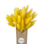 Lacanau Yellow