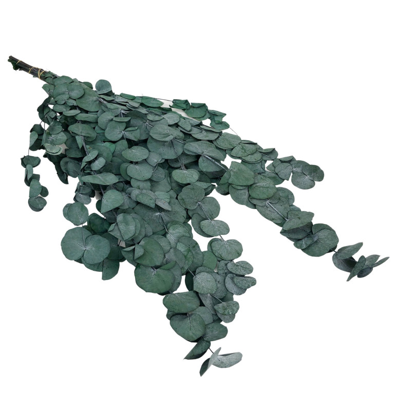 Eucalyptus Stabilized Green