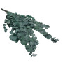 Eucalyptus Stabilized Green