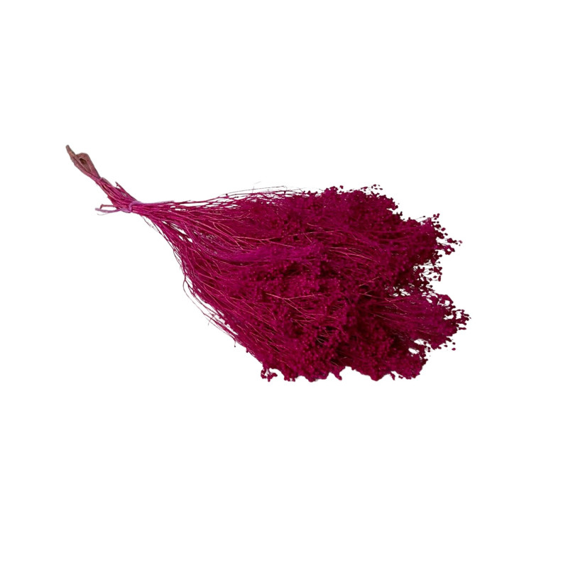 Broom bloom Magenta