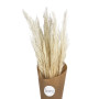 Bb Pampelonne ( 5 petites pampas )