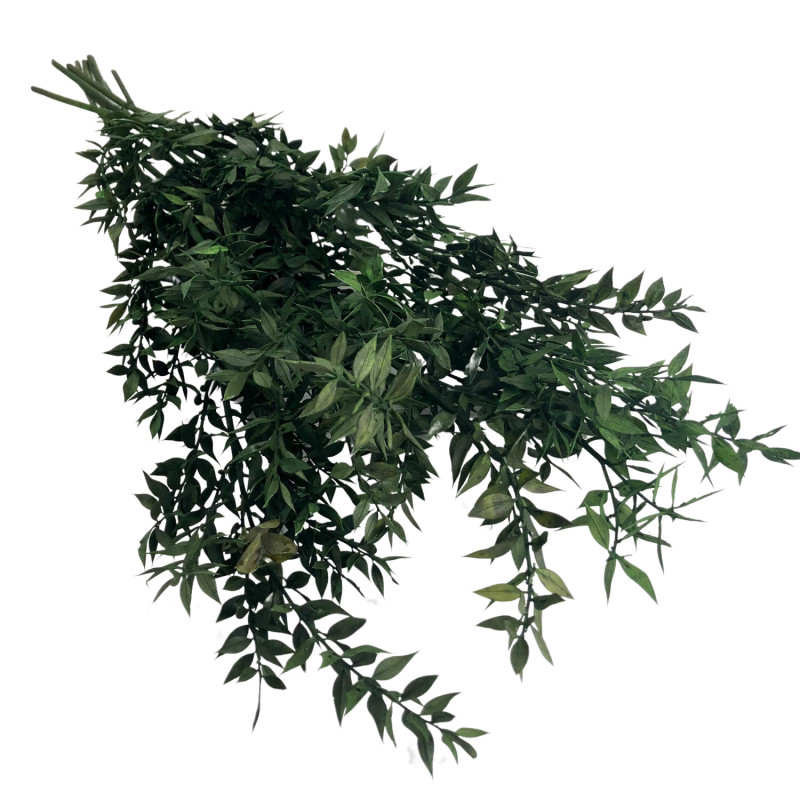 copy of Ruscus Black