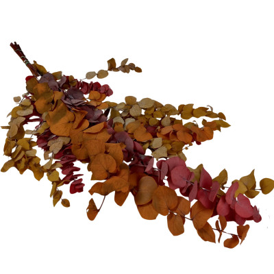 Eucalyptus Automne Stabilisé