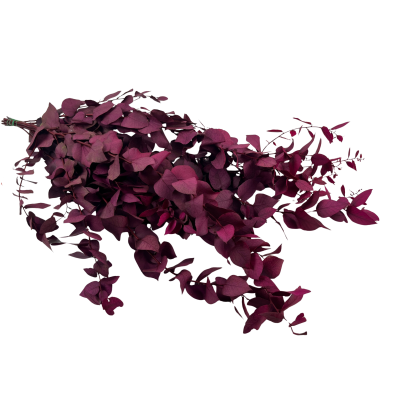 Eucalyptus Stabilized Pink