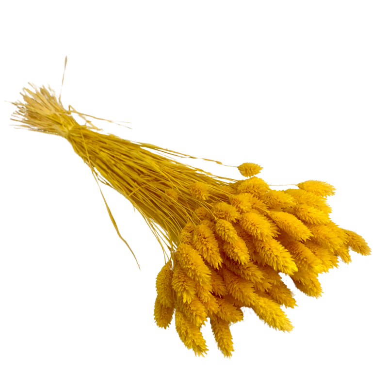 Phalaris Jaune