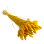 Phalaris Jaune