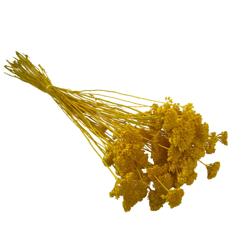 Achillée Jaune