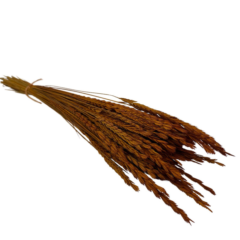 Terracotta Seghetta