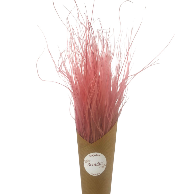 St Tropez Rose
