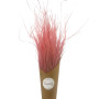 St Tropez Rose