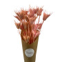 Nice Rose