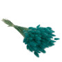 Lagurus Turquoise