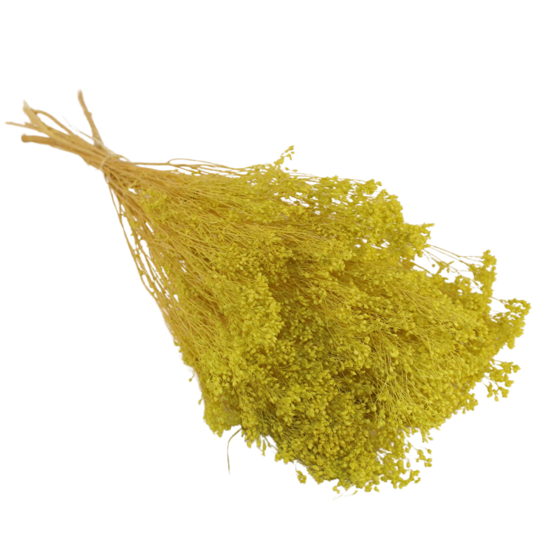 copy of Broom bloom Yellow
