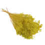 copy of Broom bloom Yellow