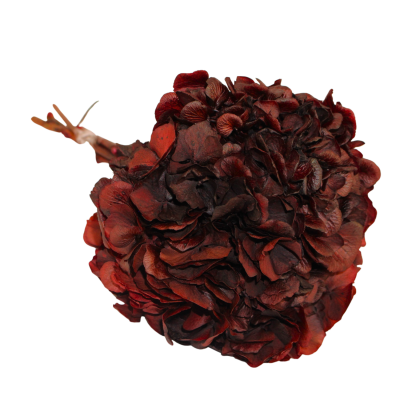 Hydrangea Hortensia Bordeaux