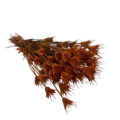 Nigelle Orientalis Rouille