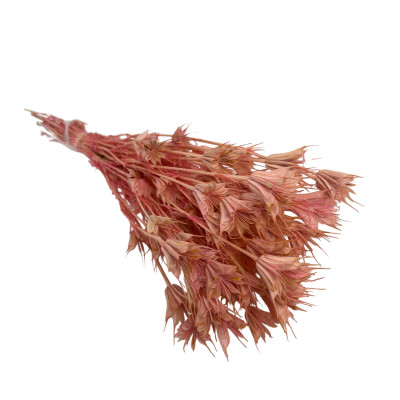 Nigelle Orientalis Rose