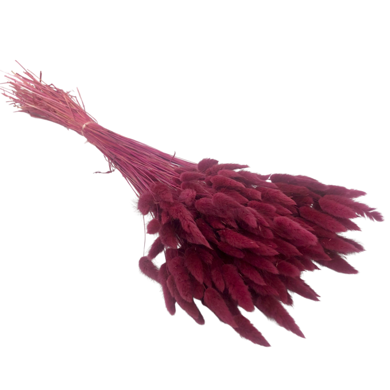 copy of Lagurus Burgundy