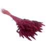 copy of Lagurus Burgundy