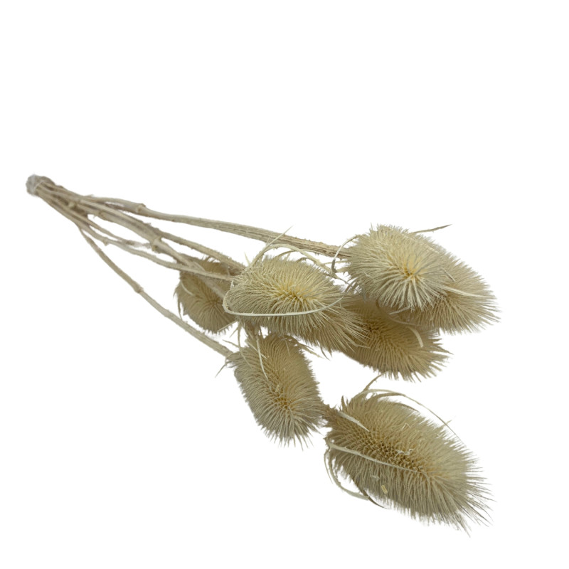 Cardo Blanc