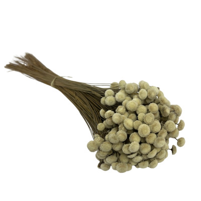 copy of Botao Light Pink