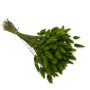 Lagurus Olive