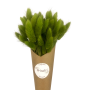 Lacanau Olive