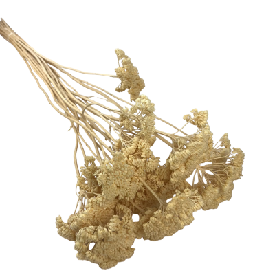 copy of Yellow Achillea parker