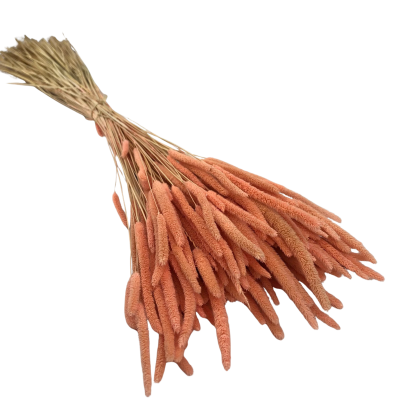 copy of Terracotta Seghetta